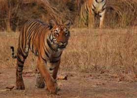 tiger