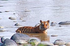 01-corbett-national-park